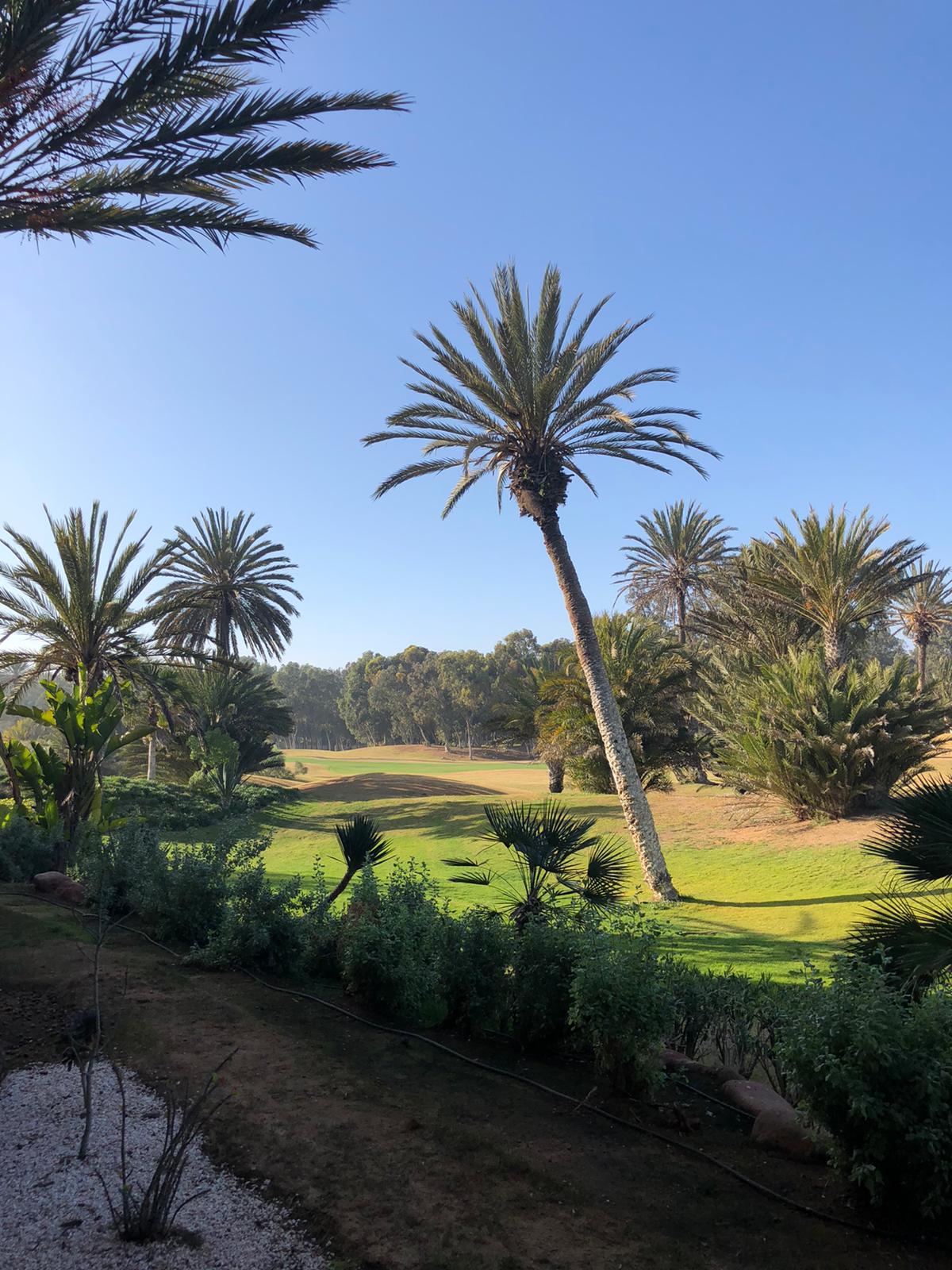 Palmiers et soleil d'Agadir